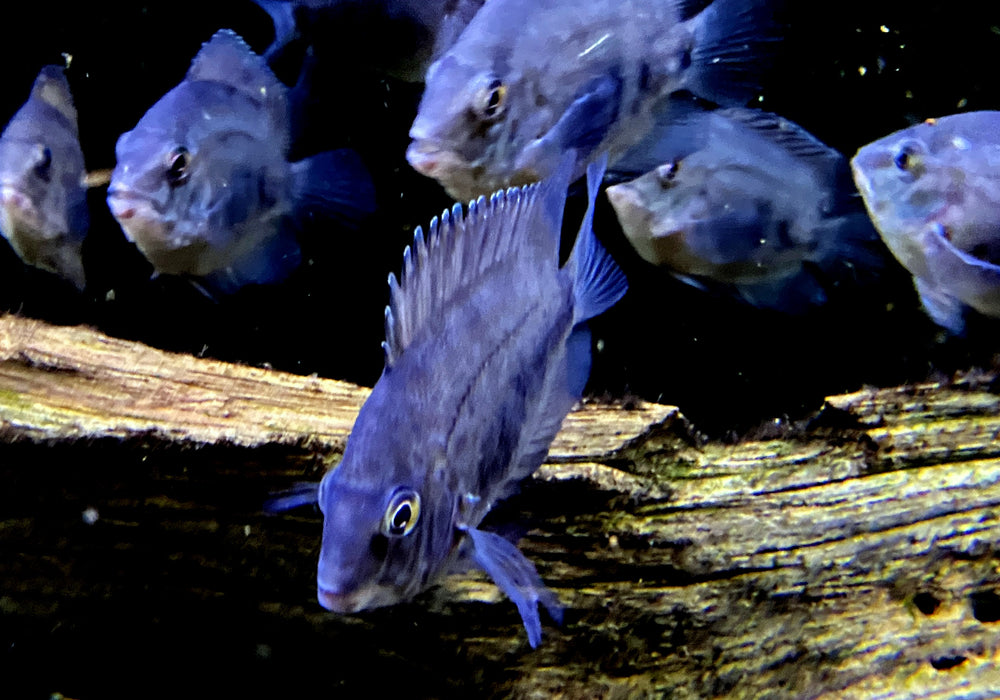 Keilfleckbuntbarsch - Uaru amphiacanthoides