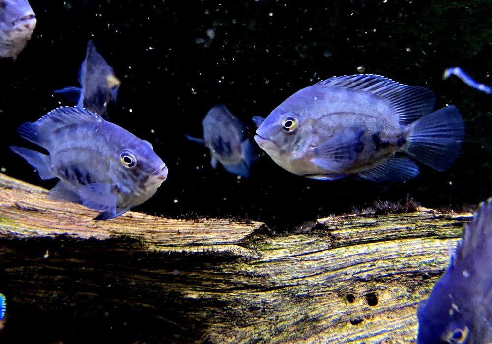 Keilfleckbuntbarsch - Uaru amphiacanthoides