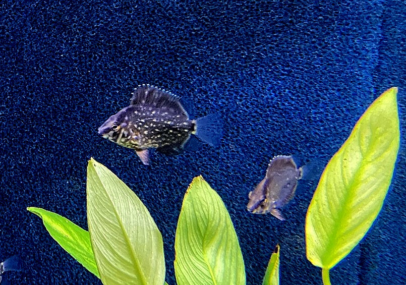 Keilfleckbuntbarsch - Uaru amphiacanthoides