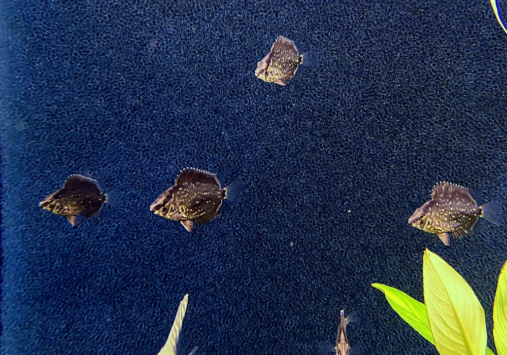 Keilfleckbuntbarsch - Uaru amphiacanthoides