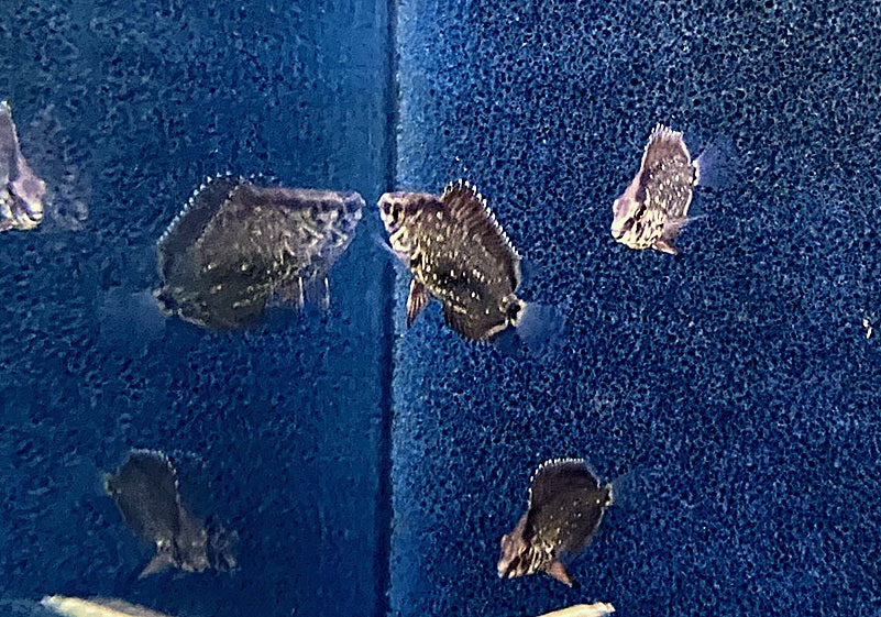 Keilfleckbuntbarsch - Uaru amphiacanthoides