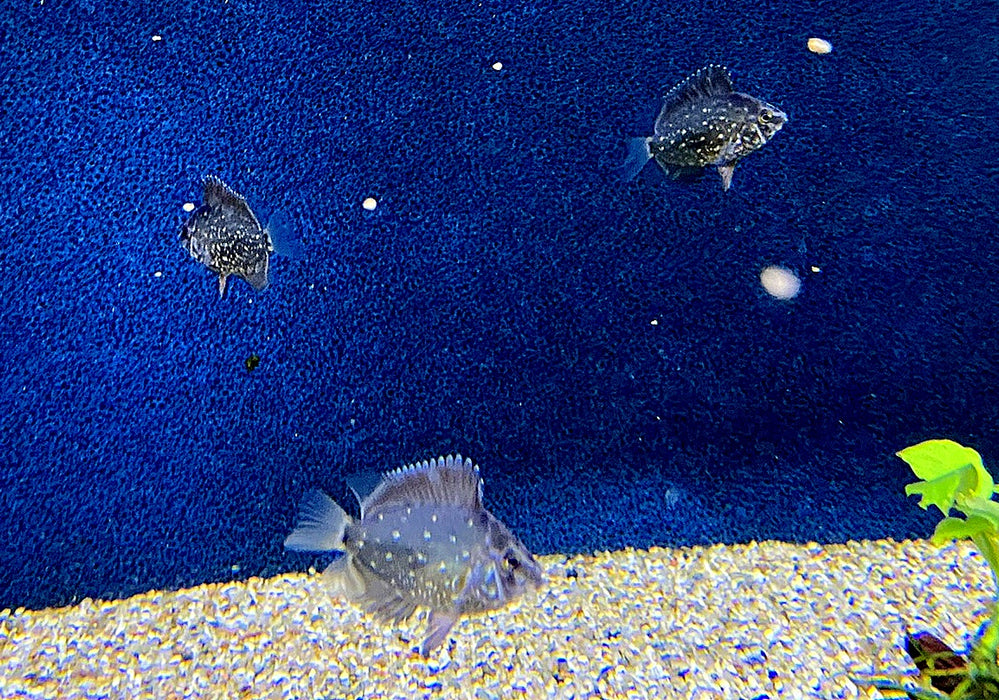 Keilfleckbuntbarsch - Uaru amphiacanthoides