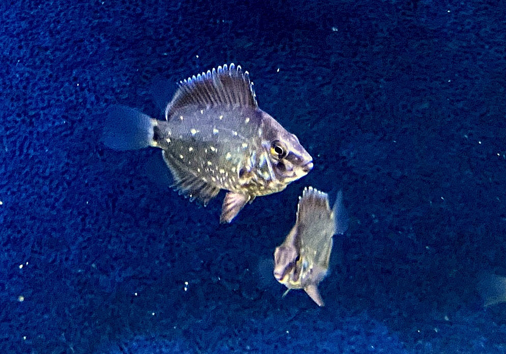 Keilfleckbuntbarsch - Uaru amphiacanthoides