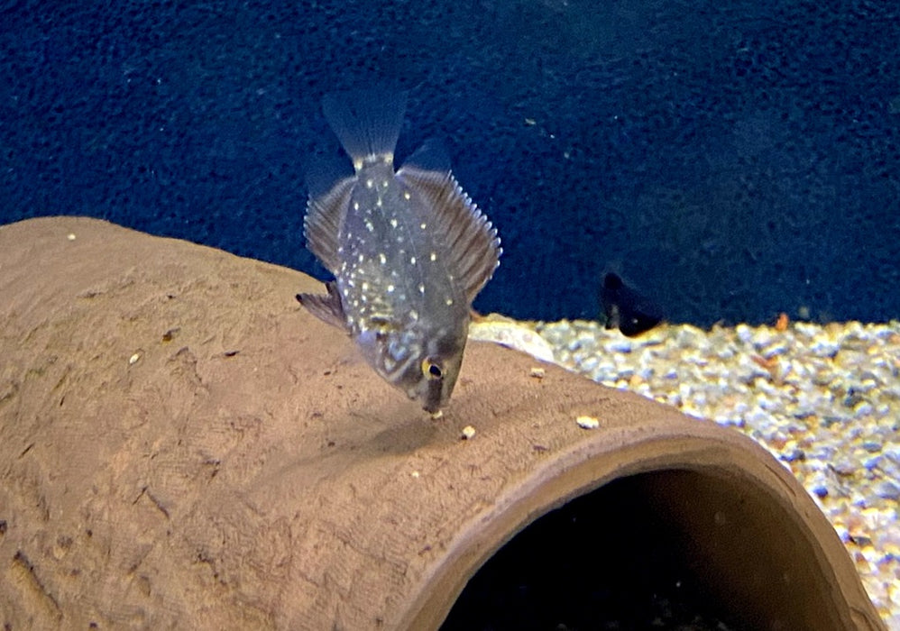 Keilfleckbuntbarsch - Uaru amphiacanthoides