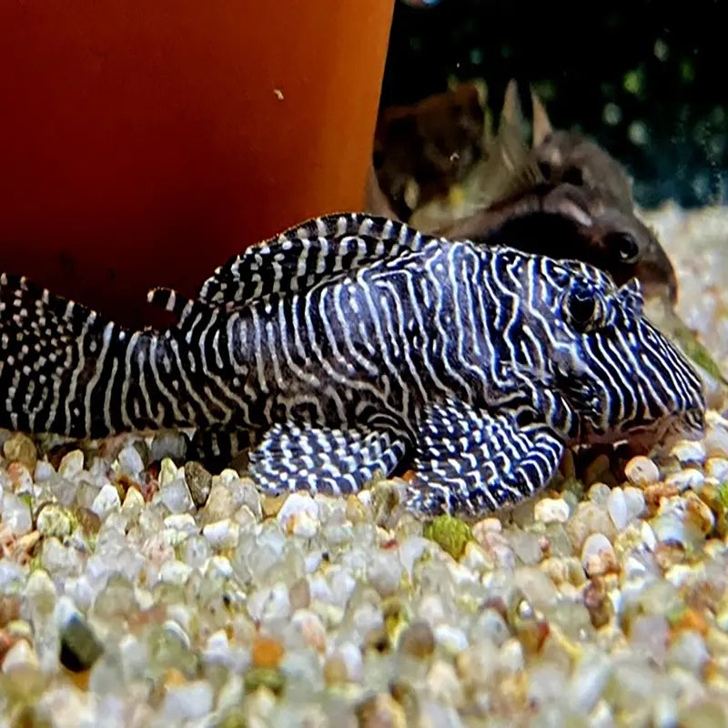 Entdecken Sie unsere Auswahl an L-Welsen