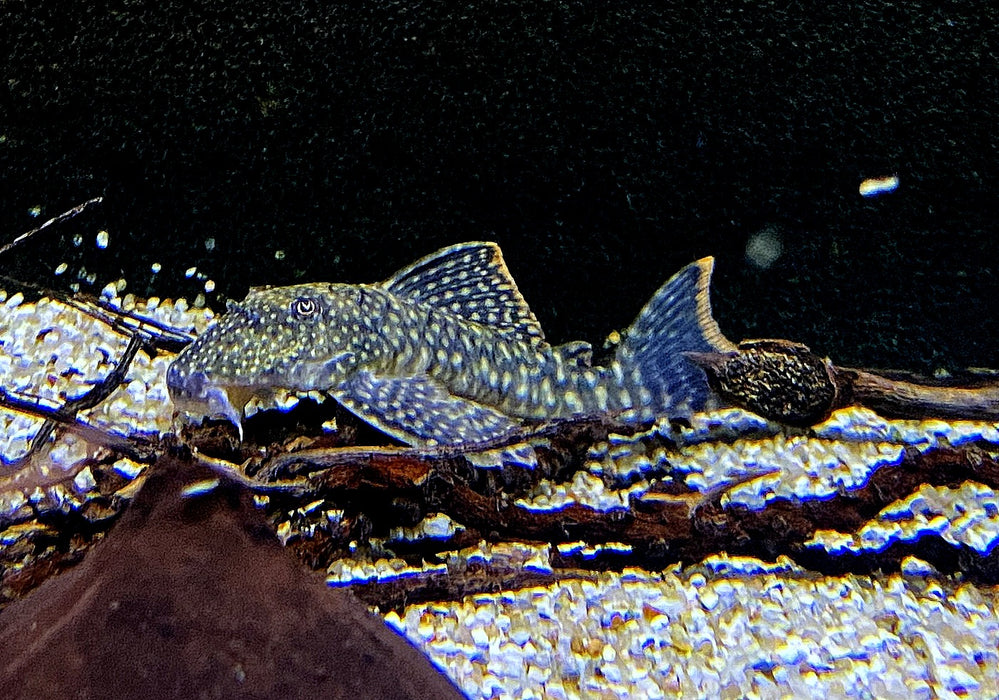 SONDERPREIS - L106 Orinoco-Guyanaharnischwels (WF) - L106 Guyanancistrus guahiborum