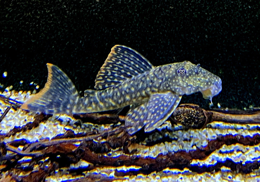 SONDERPREIS - L106 Orinoco-Guyanaharnischwels (WF) - L106 Guyanancistrus guahiborum
