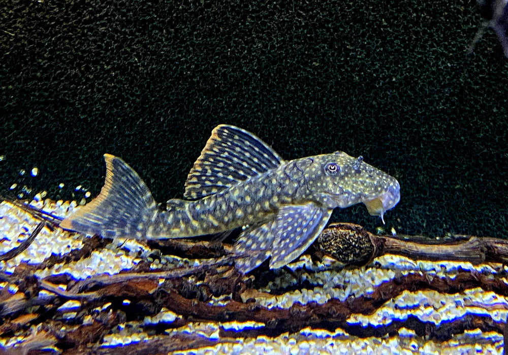 SONDERPREIS - L106 Orinoco-Guyanaharnischwels (WF) - L106 Guyanancistrus guahiborum