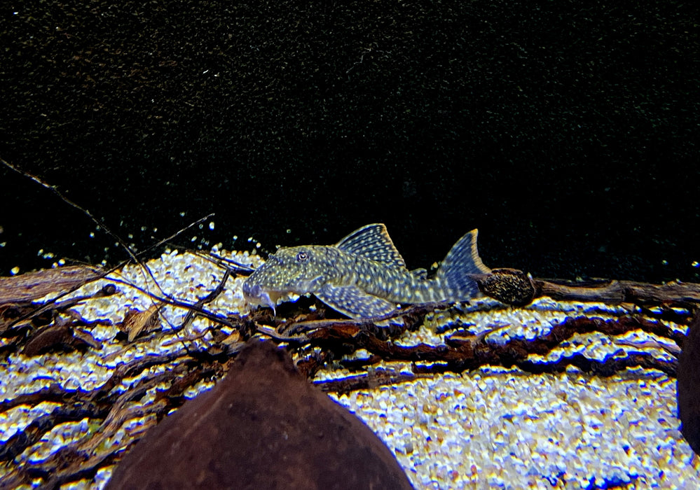 SONDERPREIS - L106 Orinoco-Guyanaharnischwels (WF) - L106 Guyanancistrus guahiborum