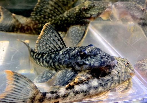 L106 Orinoco-Guyanaharnischwels (WF) - L106 Guyanancistrus guahiborum