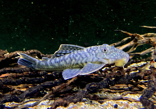 L106 Orinoco-Guyanaharnischwels (WF) - L106 Guyanancistrus guahiborum