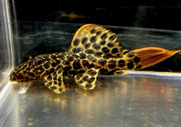 L114 Leopard Kaktuswels (L)