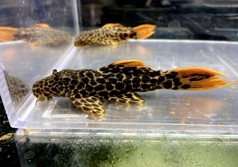 L114 Leopard Kaktuswels (L)