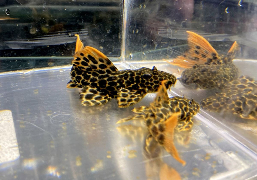 L114 Leopard Kaktuswels (L) - Pseudacanthicus cf. Leopardus