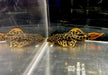 L114 Leopard Kaktuswels (L) - Pseudacanthicus cf. Leopardus