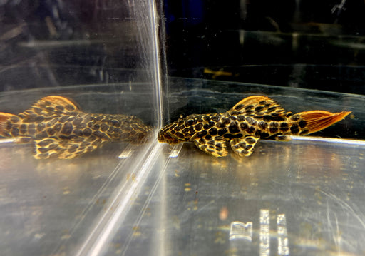L114 Leopard Kaktuswels (L) - Pseudacanthicus cf. Leopardus