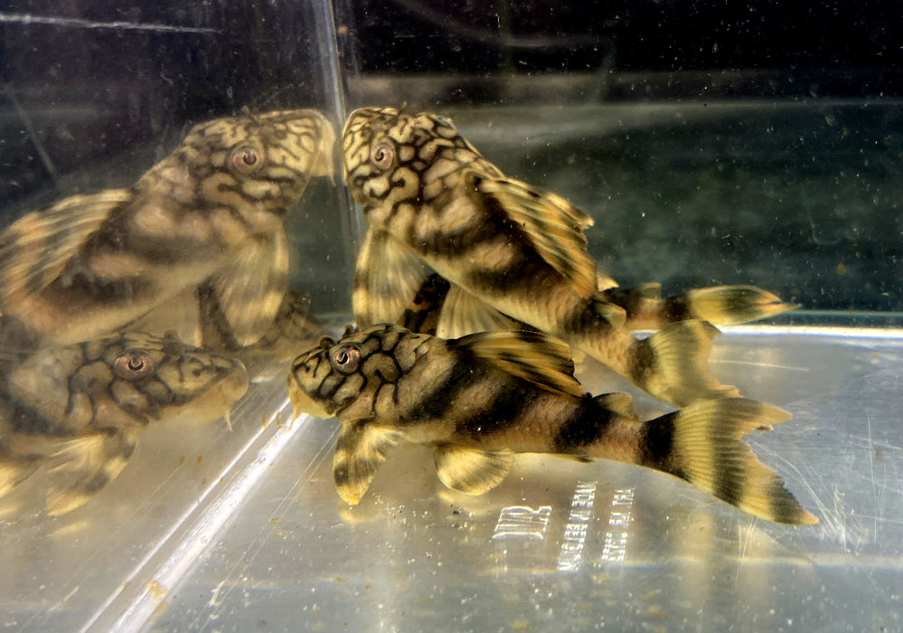 L121 / L135 Wurmlinien Zwergschilderwels - Peckoltia braueri - L121 / L135