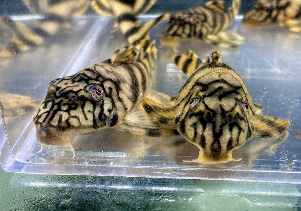 L121 / L135 Wurmlinien Zwergschilderwels - Peckoltia braueri - L121 / L135