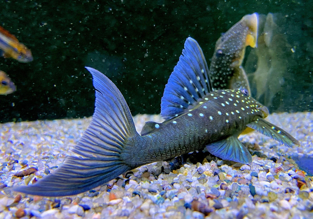 L-Welse (Harnischwelse) für Ihr Aquarium bei AQUA TECK kaufen