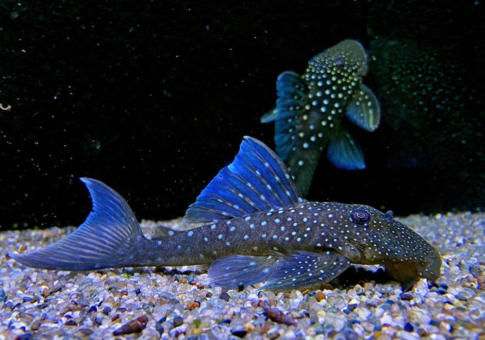 L128 Blauer Phantomwels - Hemiancistrus spec. L128