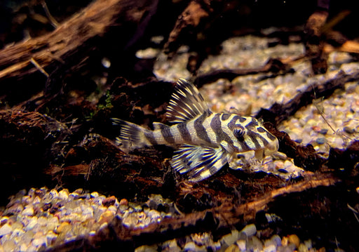 L134 Goldtiger-Harnischwels  - Peckoltia compta L 134