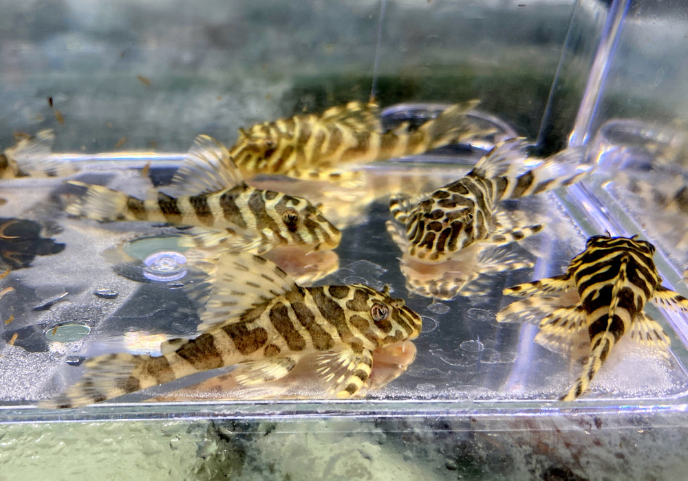 L134 Goldtiger-Harnischwels  - Peckoltia compta L 134