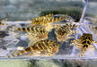 L134 Goldtiger-Harnischwels  - Peckoltia compta L 134