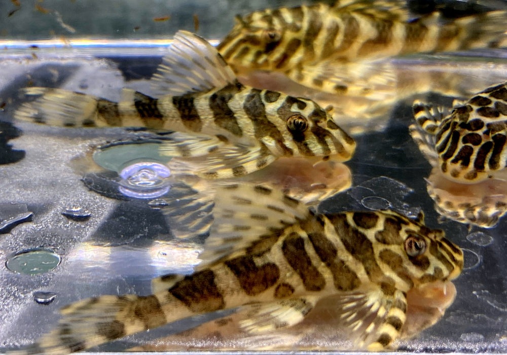 L134 Goldtiger-Harnischwels  - Peckoltia compta L 134