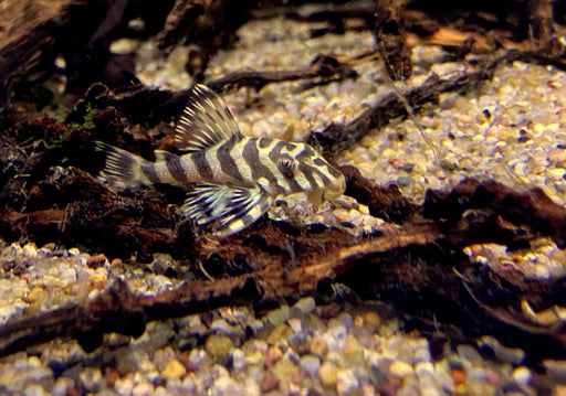 L134 Goldtiger-Harnischwels  - Peckoltia compta L 134