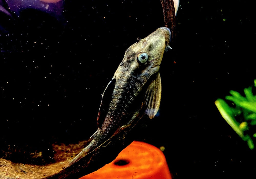 zzz L137 Cochliodon soniae - Blauaugen-Bruno / Blauaugen-Cochliodonwels aqua-teck