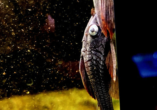 zzz L137 Cochliodon soniae - Blauaugen-Bruno / Blauaugen-Cochliodonwels aqua-teck