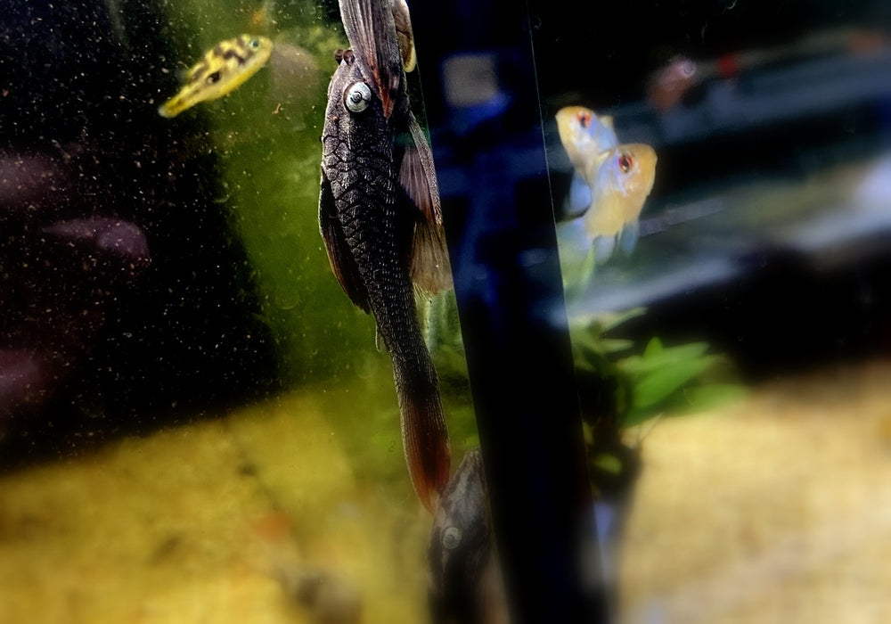 zzz L137 Cochliodon soniae - Blauaugen-Bruno / Blauaugen-Cochliodonwels aqua-teck