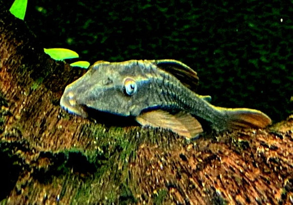 zzz L137 Cochliodon soniae - Blauaugen-Bruno / Blauaugen-Cochliodonwels aqua-teck