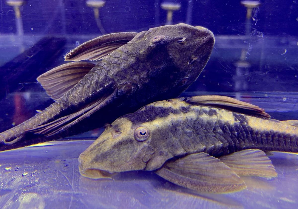 L137 Panaque sp. Bruno
Red fin Bruno  Cochliodonwels