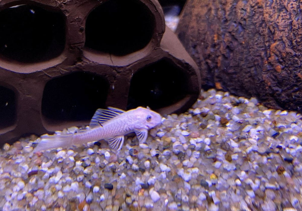 L144 Antennenwels White - Ancistrus sp.