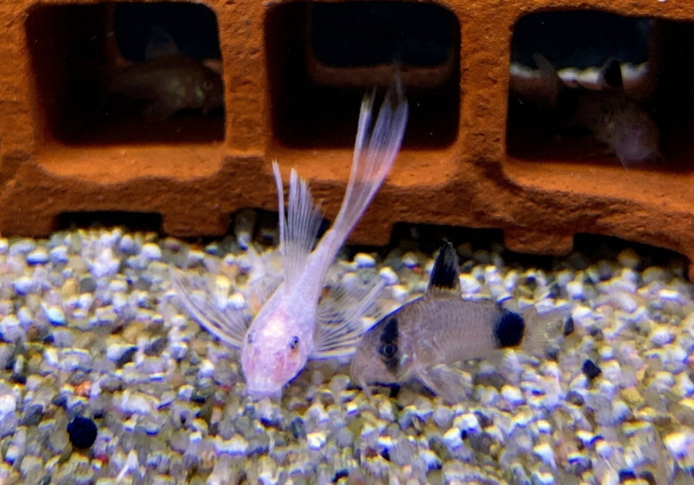 NEU - L144 Schleier Antennenwels "Snow White black eye" - Ancistrus sp.