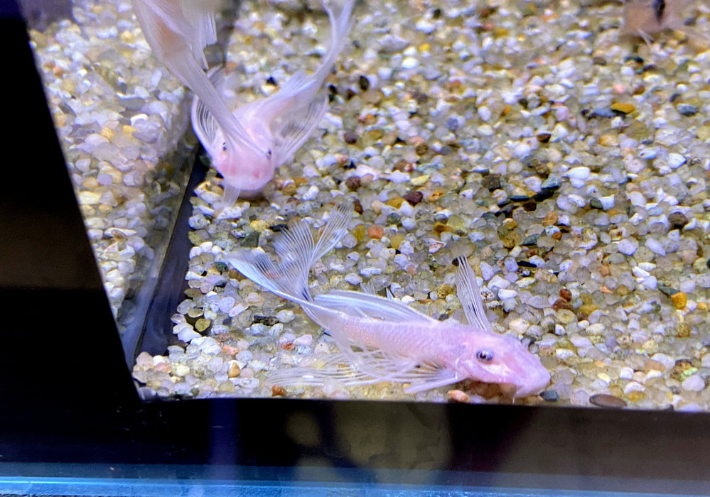 NEU - L144 Schleier Antennenwels "Snow White black eye" - Ancistrus sp.