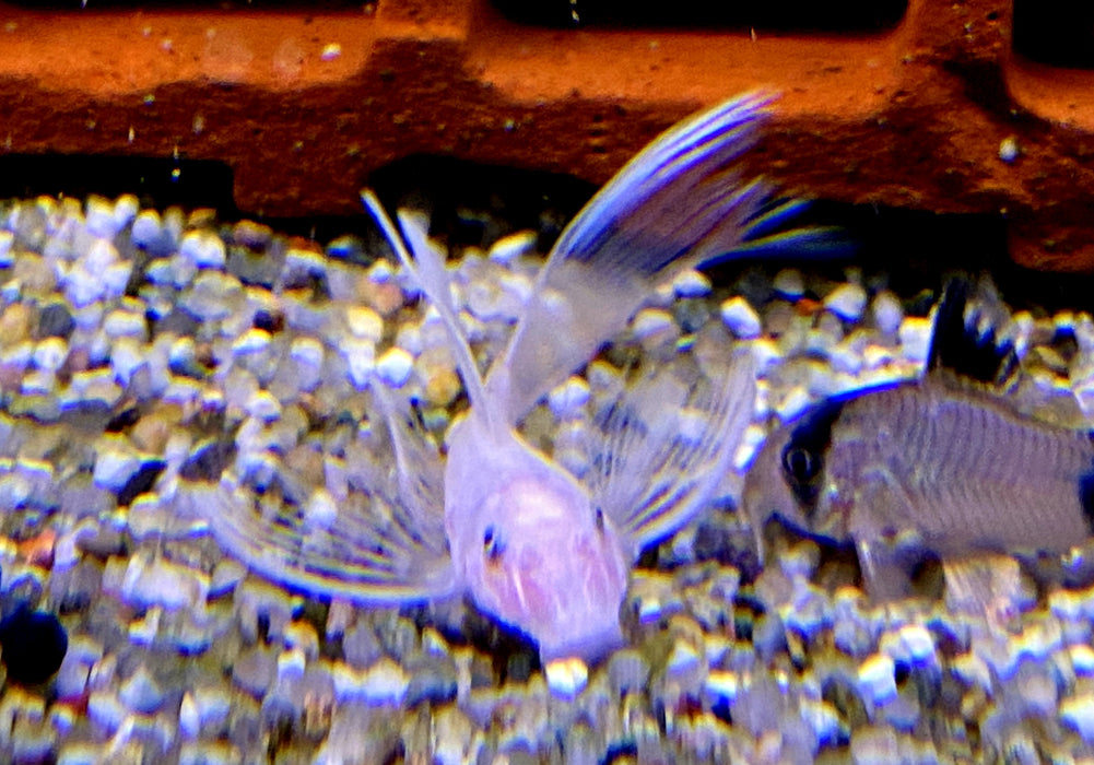 NEU - L144 Schleier Antennenwels "Snow White black eye" - Ancistrus sp.
