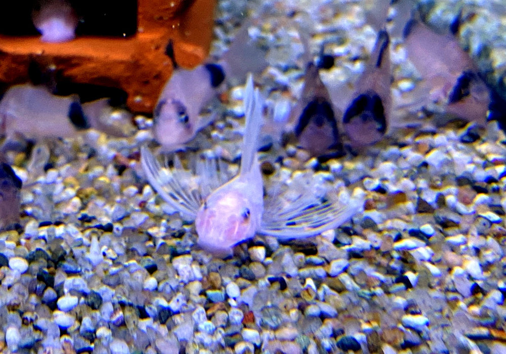 NEU - L144 Schleier Antennenwels "Snow White black eye" - Ancistrus sp.