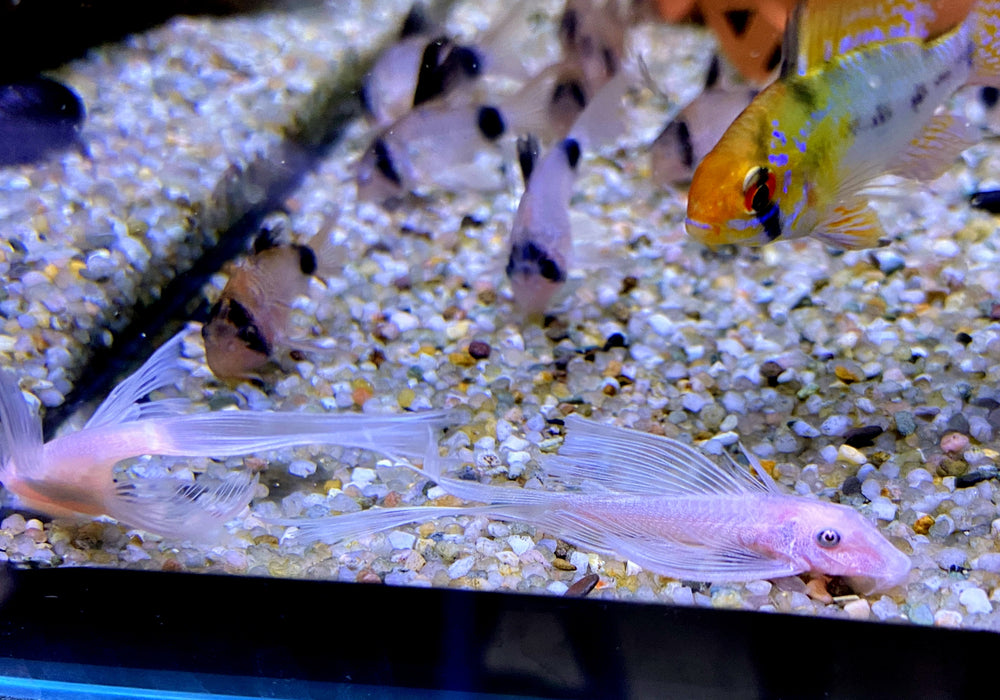 NEU - L144 Schleier Antennenwels "Snow White black eye" - Ancistrus sp.