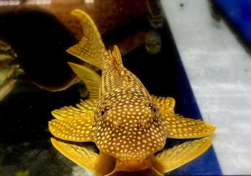 SONDERPREIS - L14 Sonnenwels - Scobiancistrus aureatus XL aqua-teck