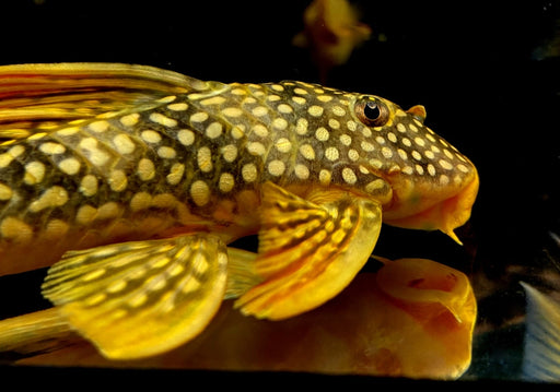 SONDERPREIS - L14 Sonnenwels - Scobiancistrus aureatus XL aqua-teck