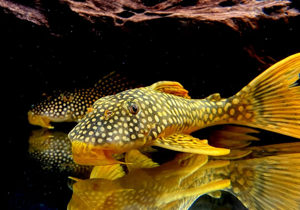 SONDERPREIS - L14 Sonnenwels - Scobiancistrus aureatus XL aqua-teck