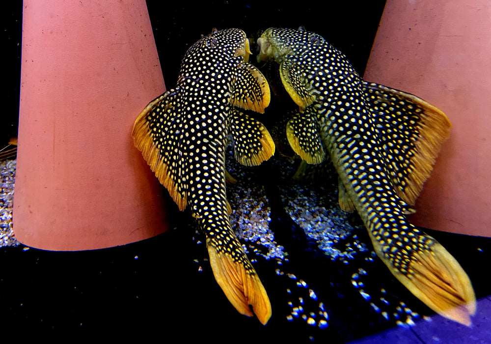 L14 Sonnenwels XXL - Scobiancistrus aureatus