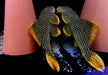 L14 Sonnenwels XXL - Scobiancistrus aureatus