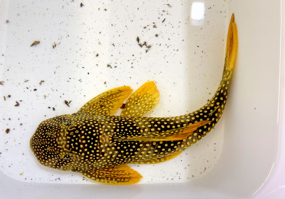 L14 Sonnenwels XXL - Scobiancistrus aureatus