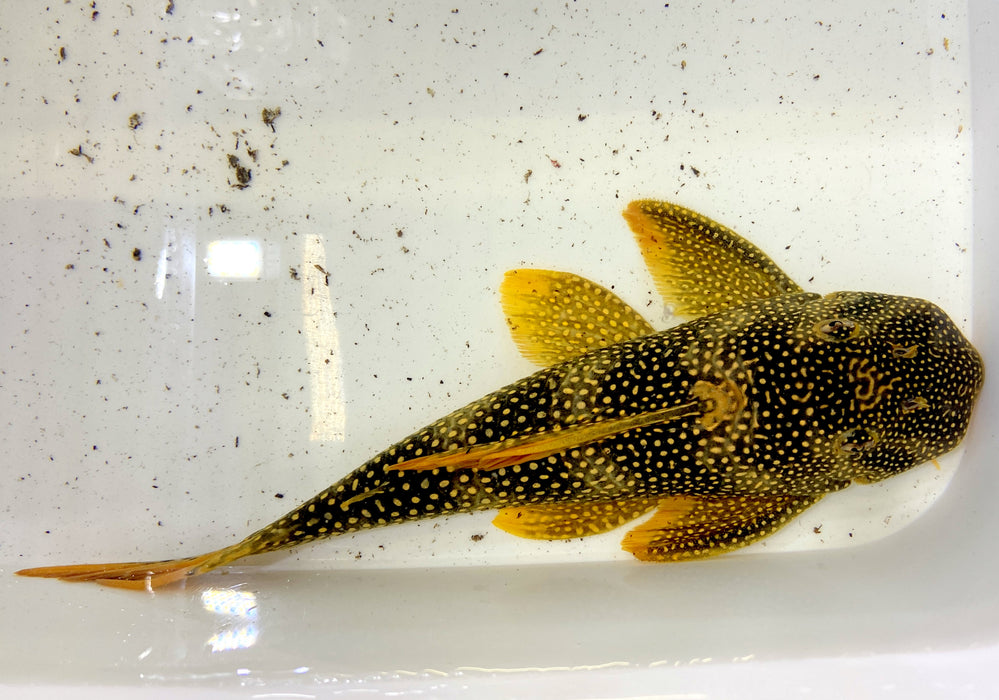 L14 Sonnenwels XXL - Scobiancistrus aureatus