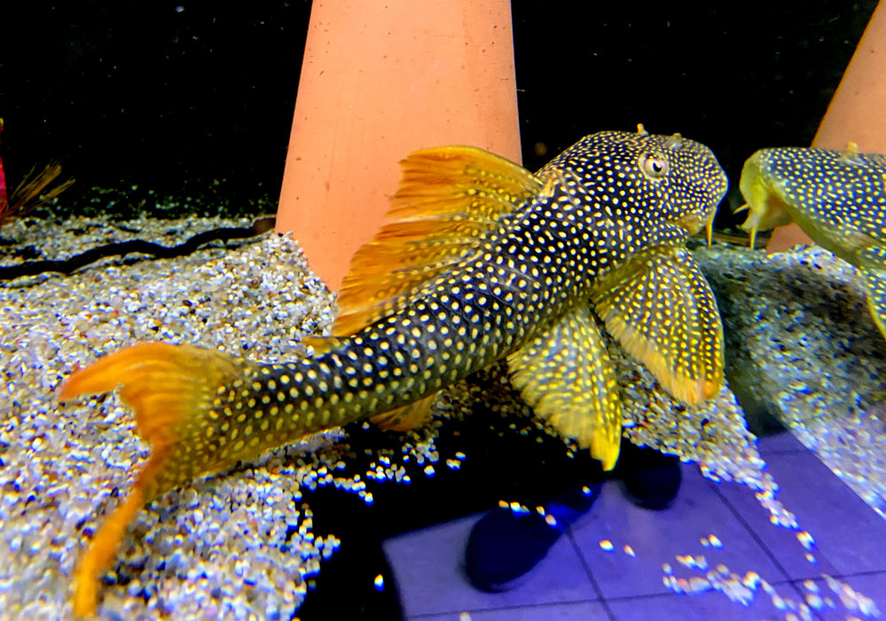 L14 Sonnenwels XXL - Scobiancistrus aureatus