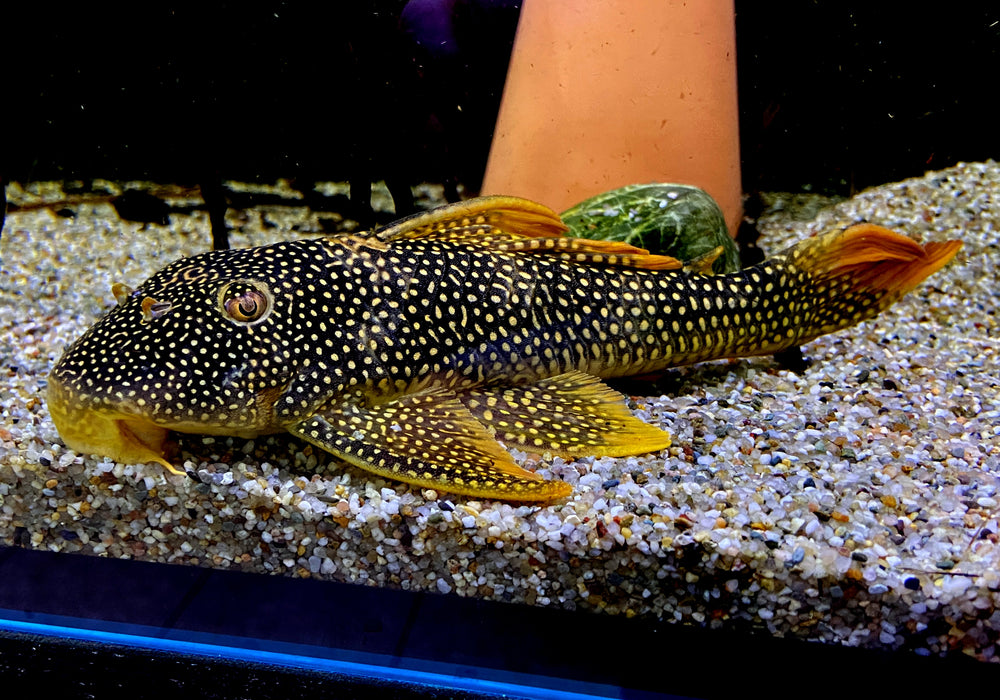 L14 Sonnenwels XXL - Scobiancistrus aureatus