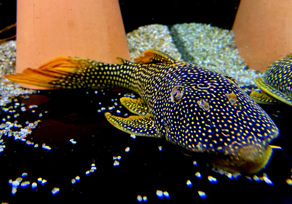 L14 Sonnenwels XXL - Scobiancistrus aureatus